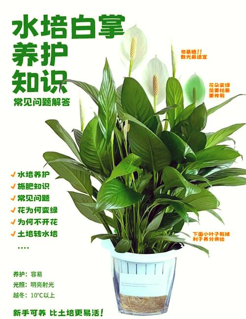 刚买白掌水培怎么养护?-第1张图片-吾爱花网 刚买白掌水培怎么养护?-第1张图片-吾爱花网