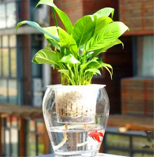 刚买白掌水培怎么养护?-第3张图片-吾爱花网 刚买白掌水培怎么养护?-第3张图片-吾爱花网