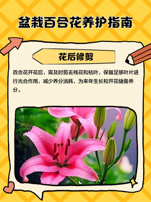 水培百合为何不开花?养护哪里出问题了?-第1张图片-吾爱花网 水培百合为何不开花?养护哪里出问题了?-第1张图片-吾爱花网