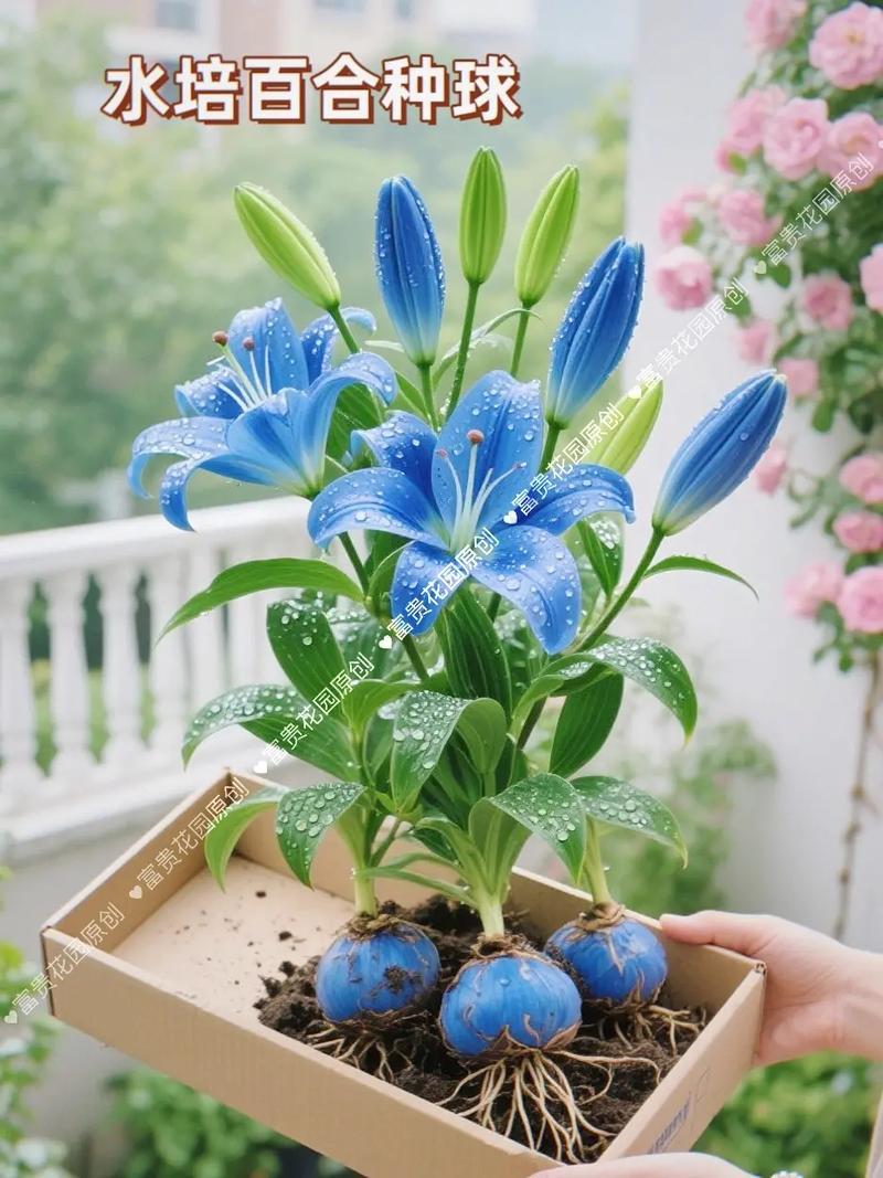 水培百合为何不开花?养护哪里出问题了?-第2张图片-吾爱花网 水培百合为何不开花?养护哪里出问题了?-第2张图片-吾爱花网