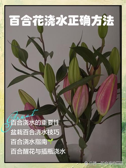 水培百合为何不开花?养护哪里出问题了?-第3张图片-吾爱花网 水培百合为何不开花?养护哪里出问题了?-第3张图片-吾爱花网