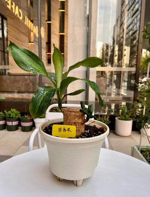 水培巴西木冬天能发芽吗？-第2张图片-吾爱花网