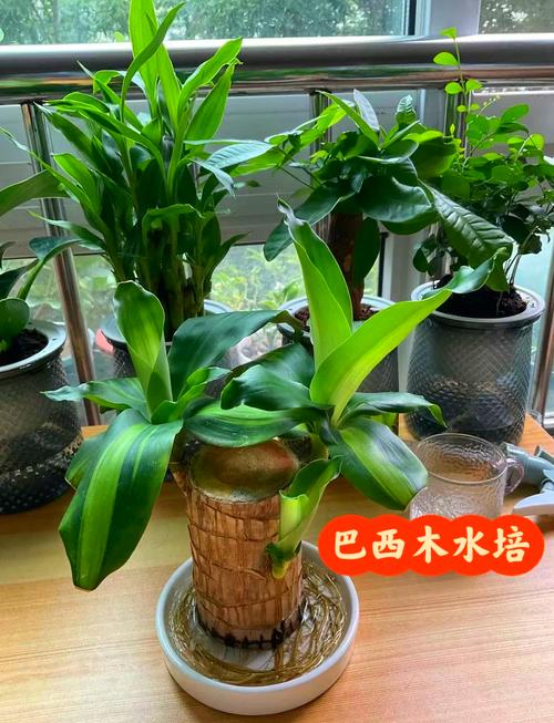 水培巴西木冬天能发芽吗?-第1张图片-吾爱花网 水培巴西木冬天能发芽吗?-第1张图片-吾爱花网