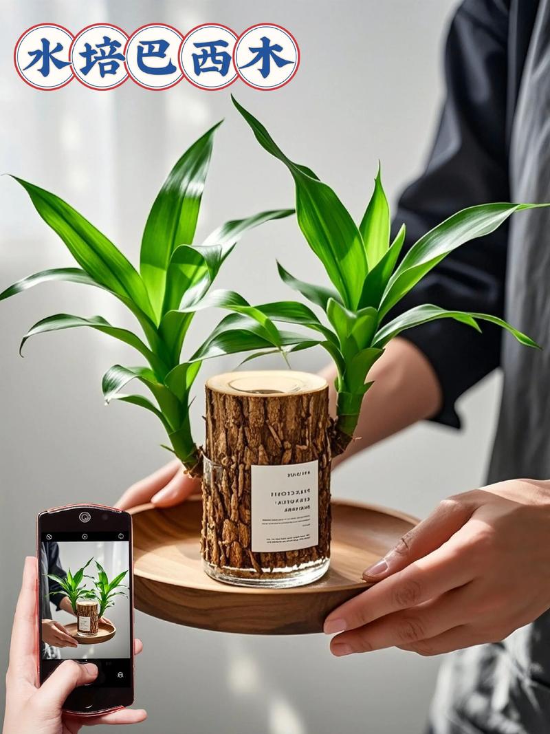 水培巴西木冬天能发芽吗？-第3张图片-吾爱花网