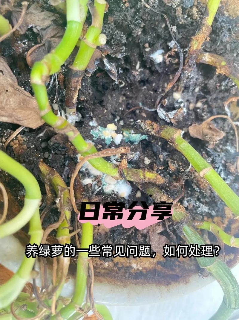 绿萝水培为什么土养不活-第3张图片-吾爱花网 绿萝水培为什么土养不活-第3张图片-吾爱花网