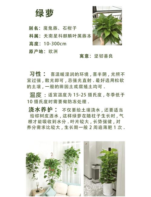 绿萝水培为什么土养不活-第1张图片-吾爱花网 绿萝水培为什么土养不活-第1张图片-吾爱花网