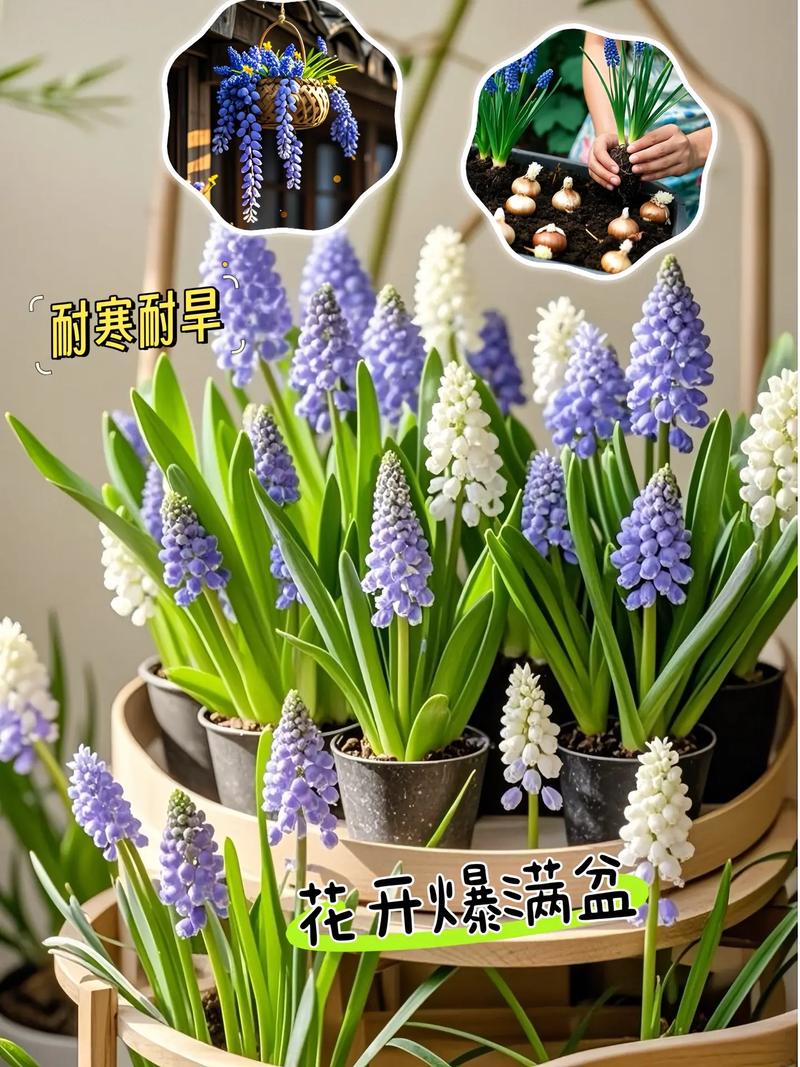 风信子怎么从土培变水培-第3张图片-吾爱花网