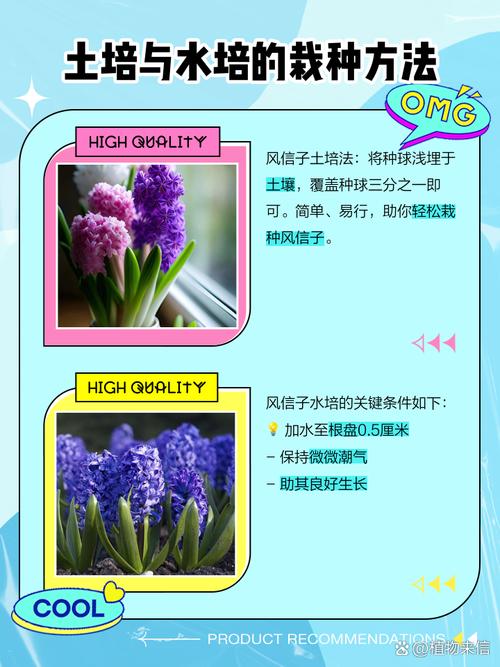 风信子怎么从土培变水培-第2张图片-吾爱花网