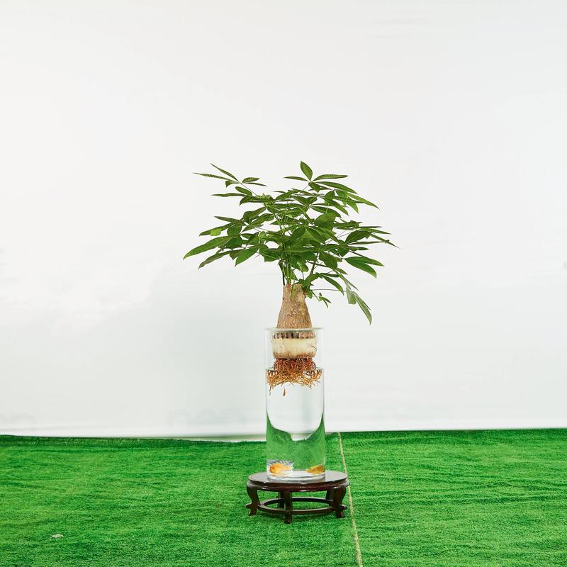 水培发财树能直接放水里养吗？-第1张图片-吾爱花网