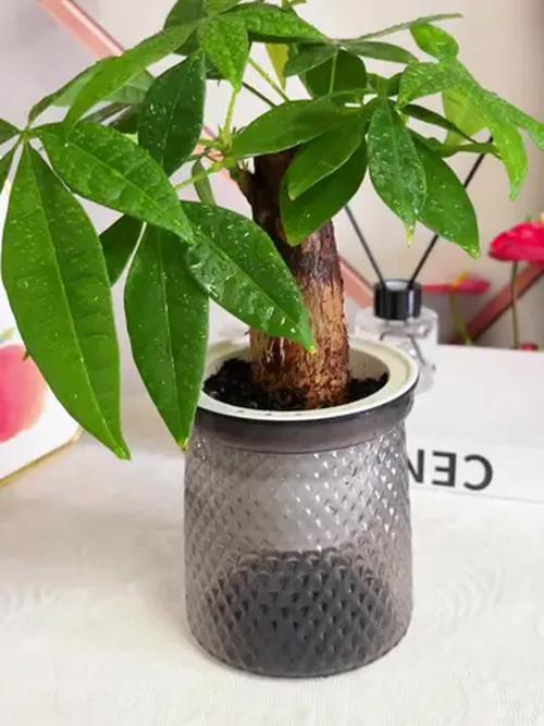 水培发财树能直接放水里养吗？-第3张图片-吾爱花网