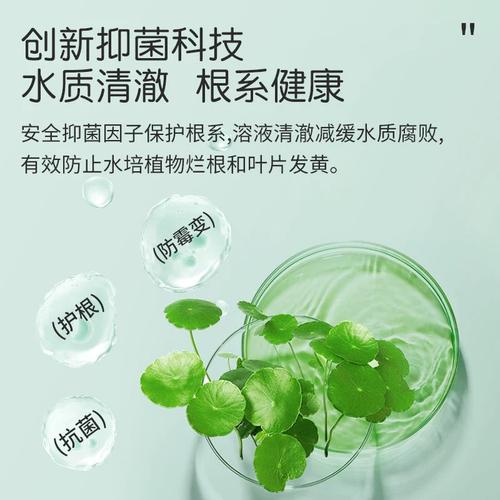 风信子水培营养液是什么?-第1张图片-吾爱花网 风信子水培营养液是什么?-第1张图片-吾爱花网