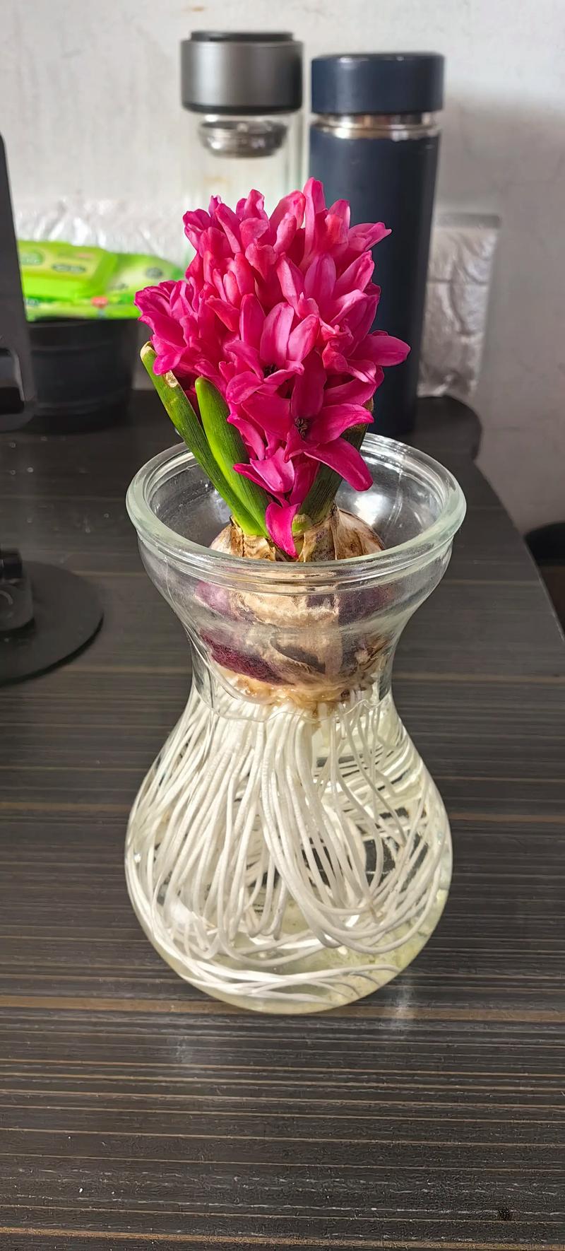 风信子水培营养液是什么?-第3张图片-吾爱花网 风信子水培营养液是什么?-第3张图片-吾爱花网