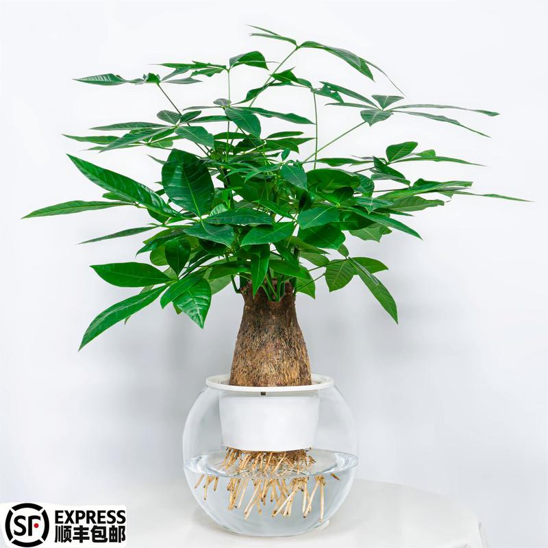 水培植物根要洗吗?-第2张图片-吾爱花网 水培植物根要洗吗?-第2张图片-吾爱花网