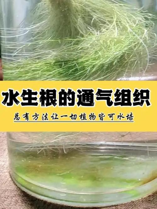 水培植物根要洗吗？-第3张图片-吾爱花网