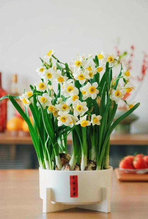 土培花转水培可行吗?-第2张图片-吾爱花网 土培花转水培可行吗?-第2张图片-吾爱花网