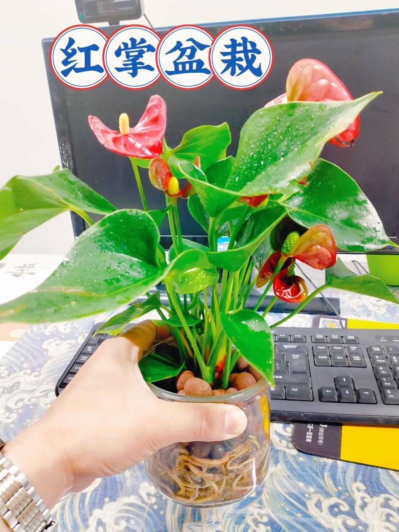 土培花转水培可行吗?-第1张图片-吾爱花网 土培花转水培可行吗?-第1张图片-吾爱花网