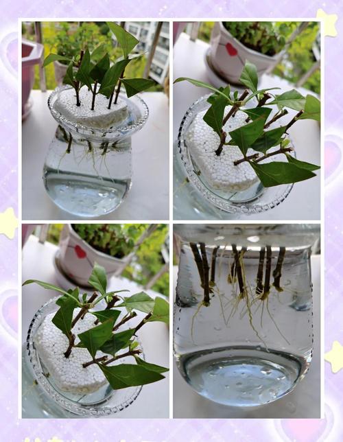 土培花转水培可行吗?-第3张图片-吾爱花网 土培花转水培可行吗?-第3张图片-吾爱花网