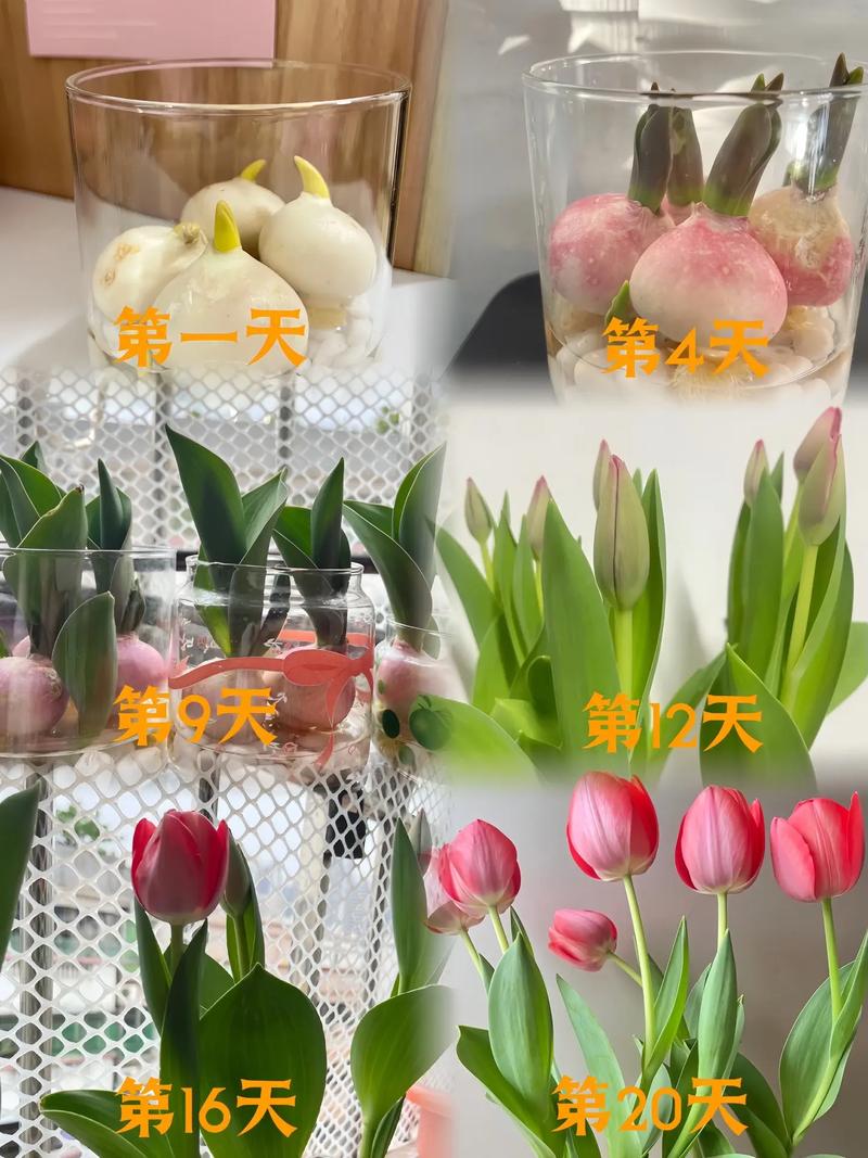 郁金香水培开花后,球茎还能再开花吗?-第3张图片-吾爱花网 郁金香水培开花后,球茎还能再开花吗?-第3张图片-吾爱花网