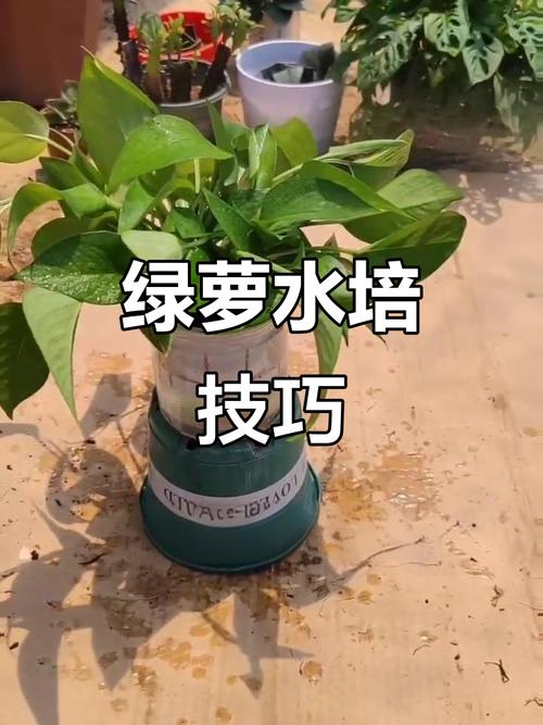 颗粒肥料水培绿萝能用吗？-第2张图片-吾爱花网