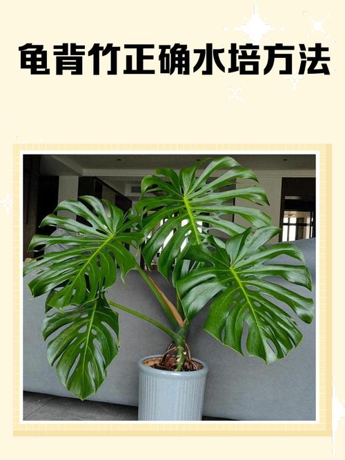 龟背竹水培转土培能活吗?-第2张图片-吾爱花网 龟背竹水培转土培能活吗?-第2张图片-吾爱花网