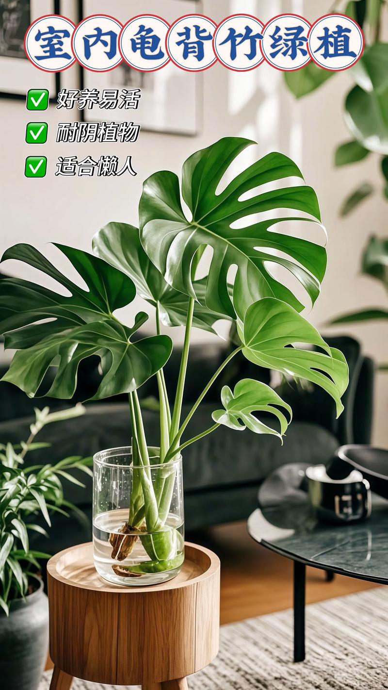 龟背竹水培转土培能活吗?-第1张图片-吾爱花网 龟背竹水培转土培能活吗?-第1张图片-吾爱花网