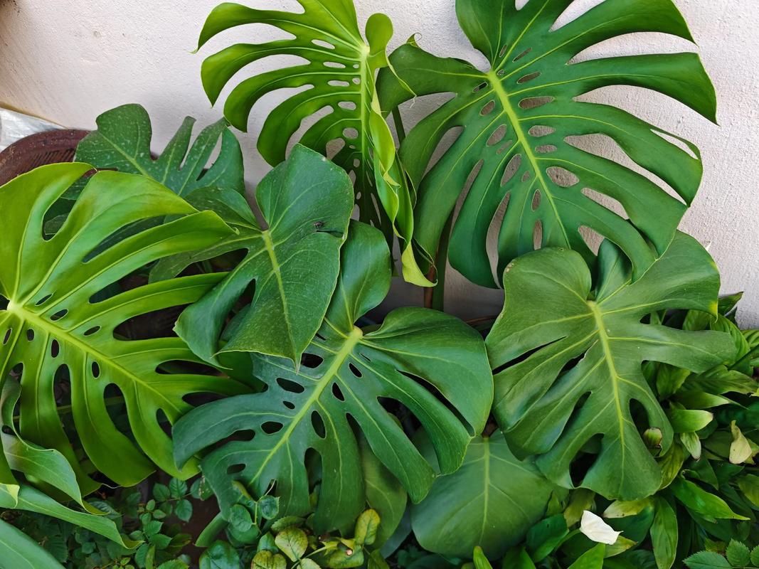 龟背竹水培转土培能活吗?-第3张图片-吾爱花网 龟背竹水培转土培能活吗?-第3张图片-吾爱花网