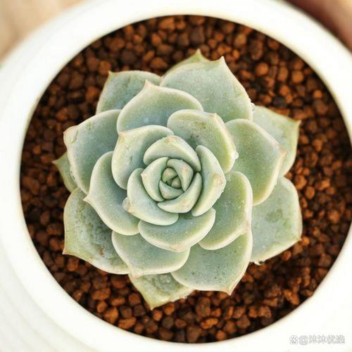 多肉白牡丹叶子裂缝咋回事?-第2张图片-吾爱花网 多肉白牡丹叶子裂缝咋回事?-第2张图片-吾爱花网