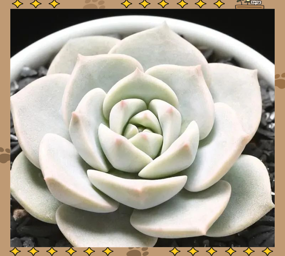 多肉白牡丹叶子裂缝咋回事？-第3张图片-吾爱花网