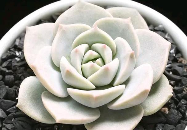 多肉白牡丹叶子裂缝咋回事?-第1张图片-吾爱花网 多肉白牡丹叶子裂缝咋回事?-第1张图片-吾爱花网