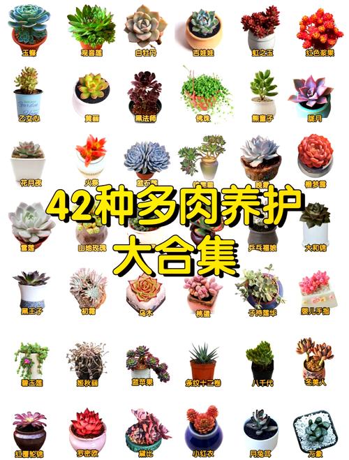 根部多肉怎么养?-第1张图片-吾爱花网 根部多肉怎么养?-第1张图片-吾爱花网