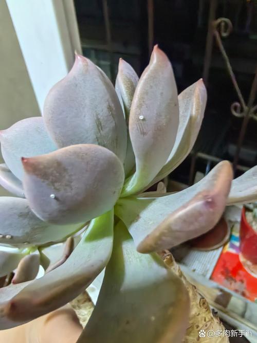 多肉叶片白斑是病还是缺素?-第1张图片-吾爱花网 多肉叶片白斑是病还是缺素?-第1张图片-吾爱花网