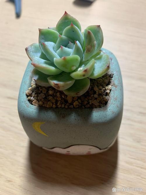 多肉叶片白斑是病还是缺素?-第2张图片-吾爱花网 多肉叶片白斑是病还是缺素?-第2张图片-吾爱花网