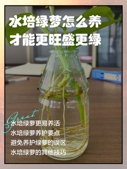 水培绿萝长毛了咋办？-第3张图片-吾爱花网