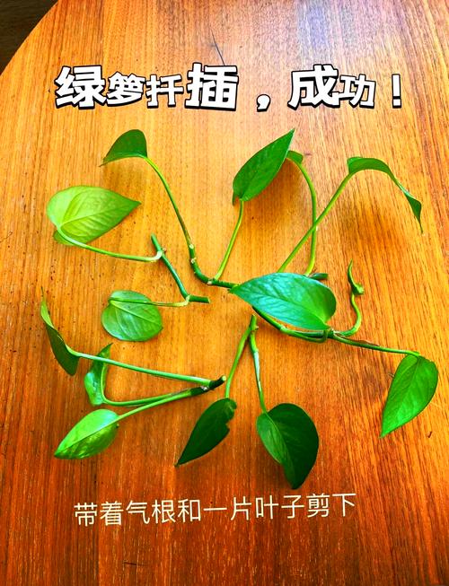 绿萝水培转土培,如何正确倒盆不伤根?-第1张图片-吾爱花网 绿萝水培转土培,如何正确倒盆不伤根?-第1张图片-吾爱花网