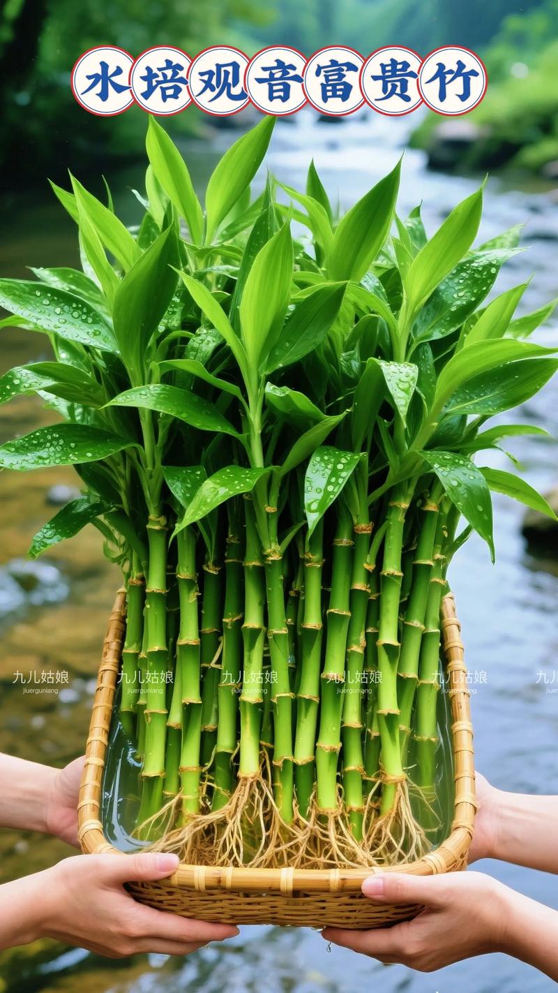 富贵竹水培不生根,咋办?-第3张图片-吾爱花网 富贵竹水培不生根,咋办?-第3张图片-吾爱花网