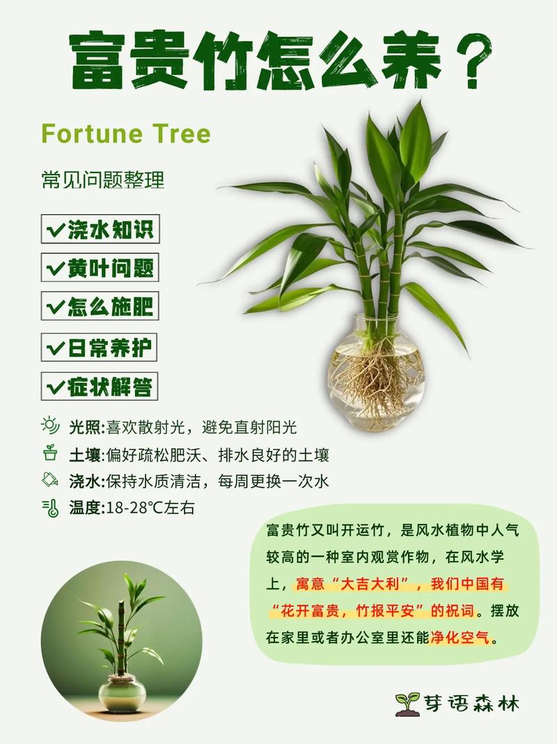 富贵竹水培不生根,咋办?-第1张图片-吾爱花网 富贵竹水培不生根,咋办?-第1张图片-吾爱花网