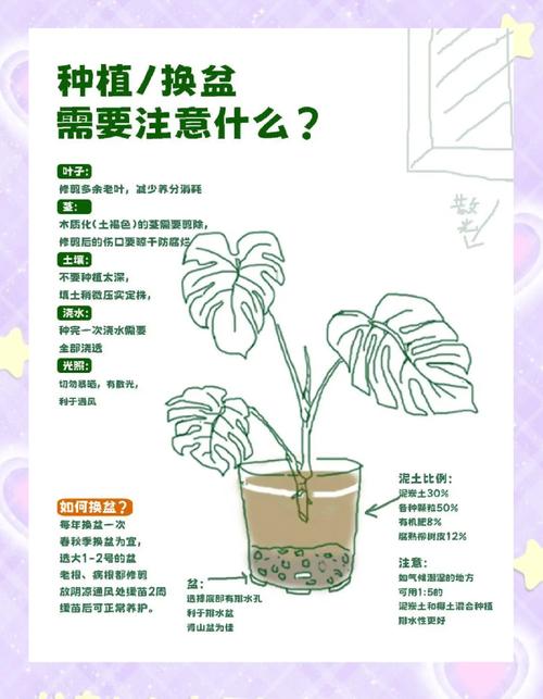 龟背竹水培后如何移栽土盆?-第1张图片-吾爱花网 龟背竹水培后如何移栽土盆?-第1张图片-吾爱花网