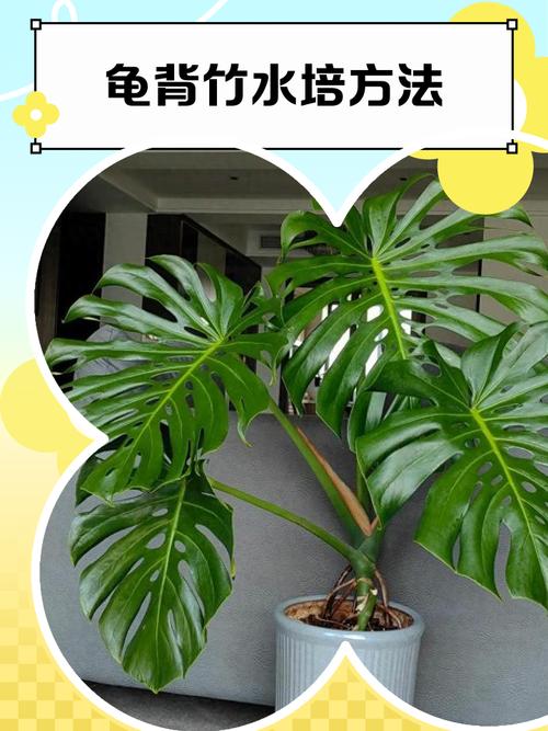 龟背竹水培后如何移栽土盆?-第2张图片-吾爱花网 龟背竹水培后如何移栽土盆?-第2张图片-吾爱花网