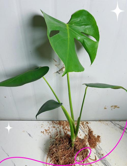 龟背竹水培后如何移栽土盆?-第3张图片-吾爱花网 龟背竹水培后如何移栽土盆?-第3张图片-吾爱花网