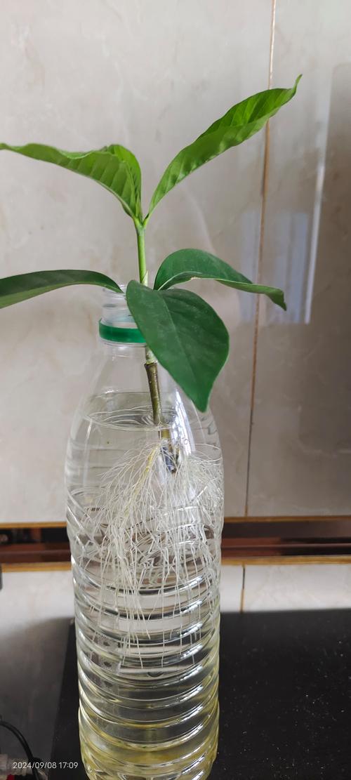 无根栀子花能水培生根吗？-第1张图片-吾爱花网