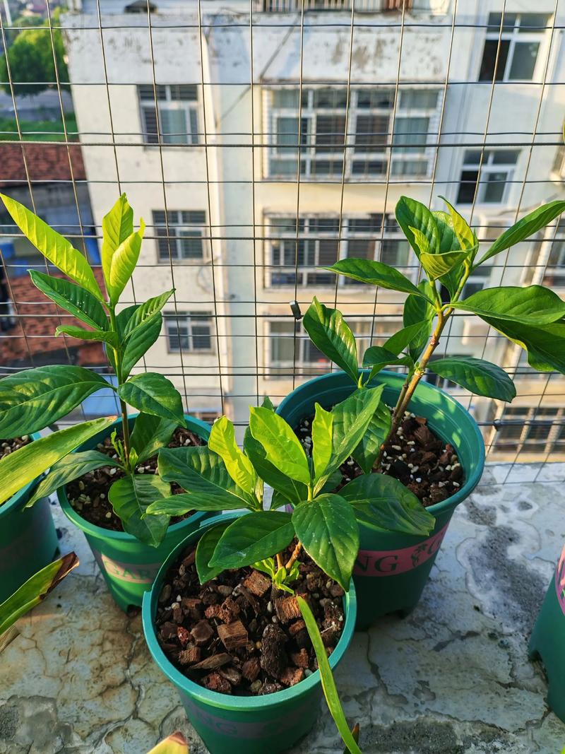 无根栀子花能水培生根吗？-第3张图片-吾爱花网