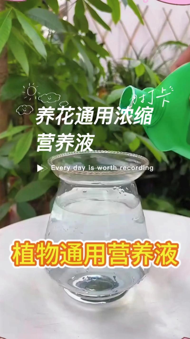 水培植物营养液怎么配才有效?-第1张图片-吾爱花网 水培植物营养液怎么配才有效?-第1张图片-吾爱花网