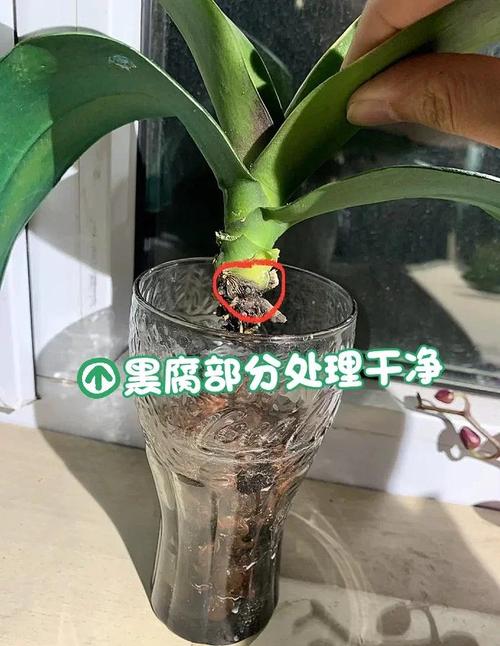 水培的蔬菜烂根了怎么办-第2张图片-吾爱花网 水培的蔬菜烂根了怎么办-第2张图片-吾爱花网