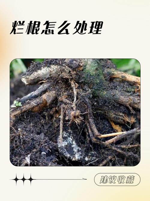 水培的蔬菜烂根了怎么办-第1张图片-吾爱花网 水培的蔬菜烂根了怎么办-第1张图片-吾爱花网