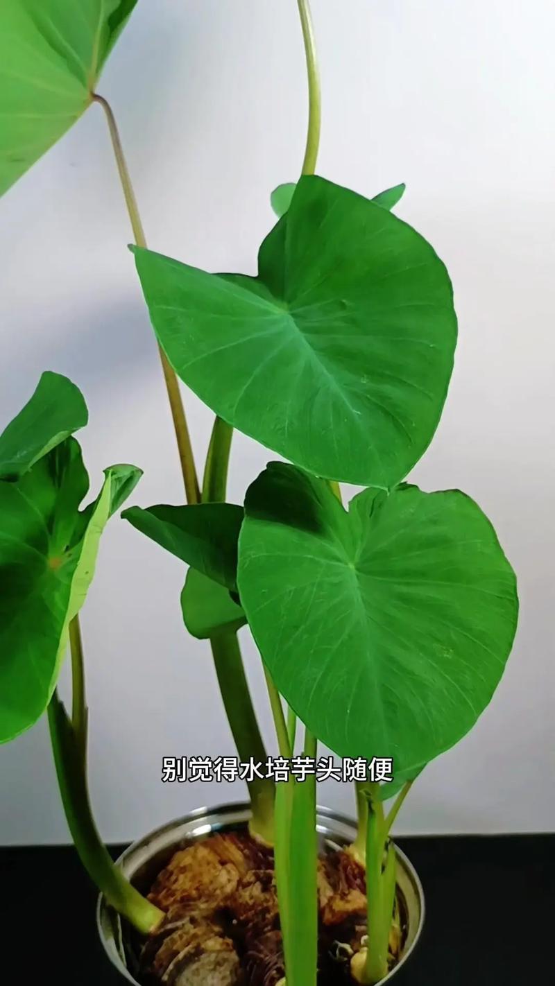 水培的蔬菜烂根了怎么办-第3张图片-吾爱花网 水培的蔬菜烂根了怎么办-第3张图片-吾爱花网