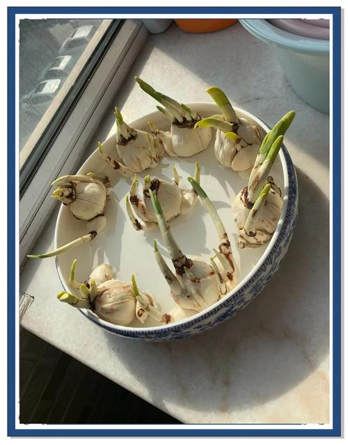 水仙花根水培烂了怎么办-第1张图片-吾爱花网 水仙花根水培烂了怎么办-第1张图片-吾爱花网