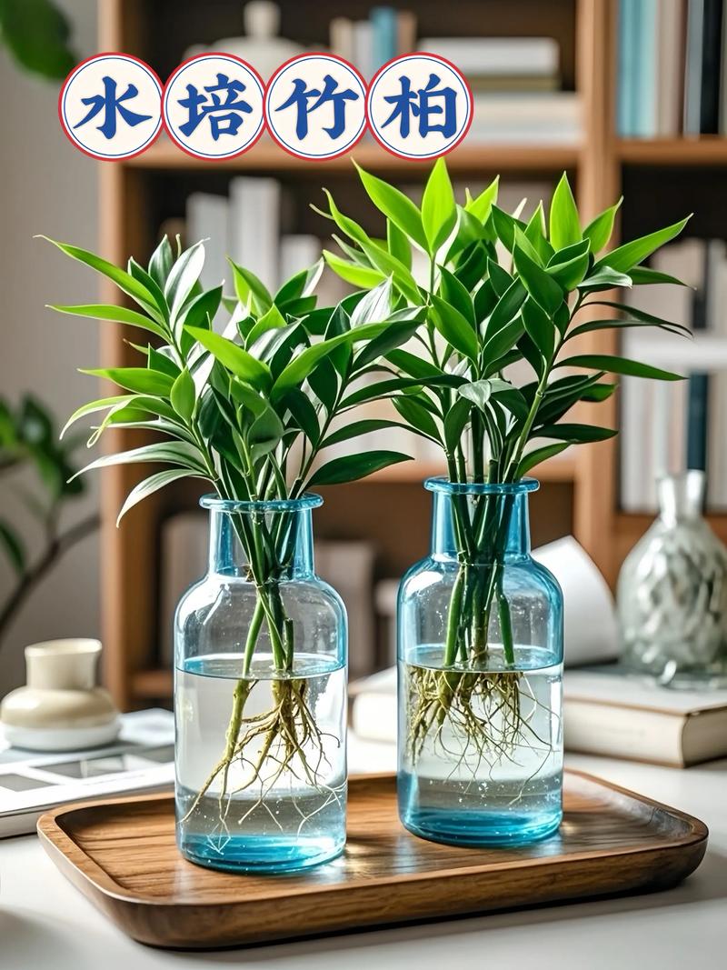 水培驱蚊竹几天换一次水-第2张图片-吾爱花网