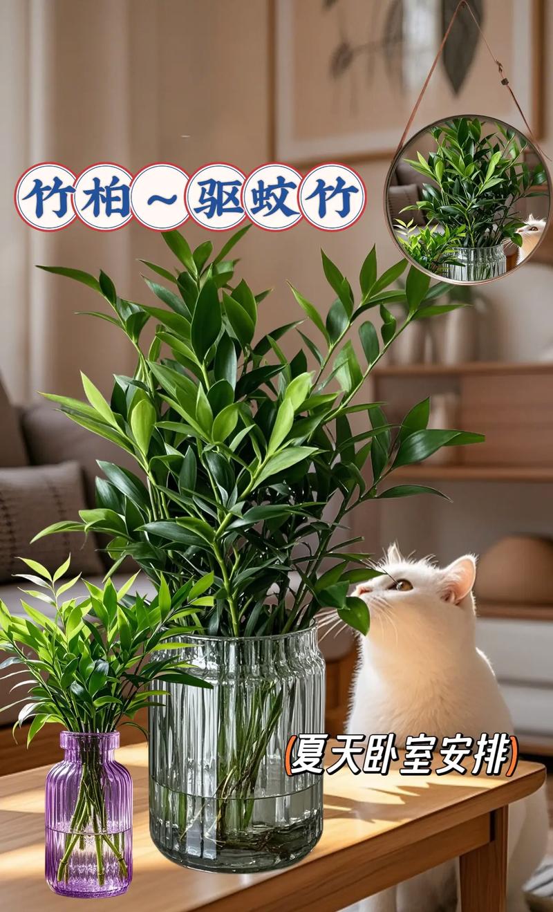 水培驱蚊竹几天换一次水-第3张图片-吾爱花网