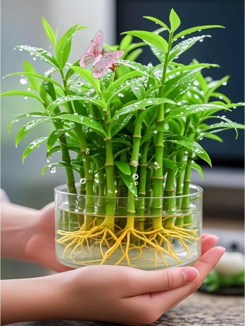 水培驱蚊竹几天换一次水-第1张图片-吾爱花网