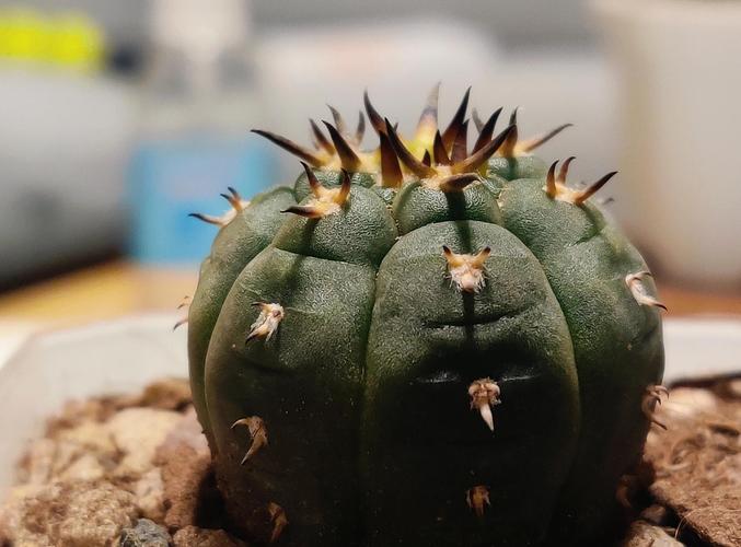 仙人掌带刺能水培吗？-第1张图片-吾爱花网